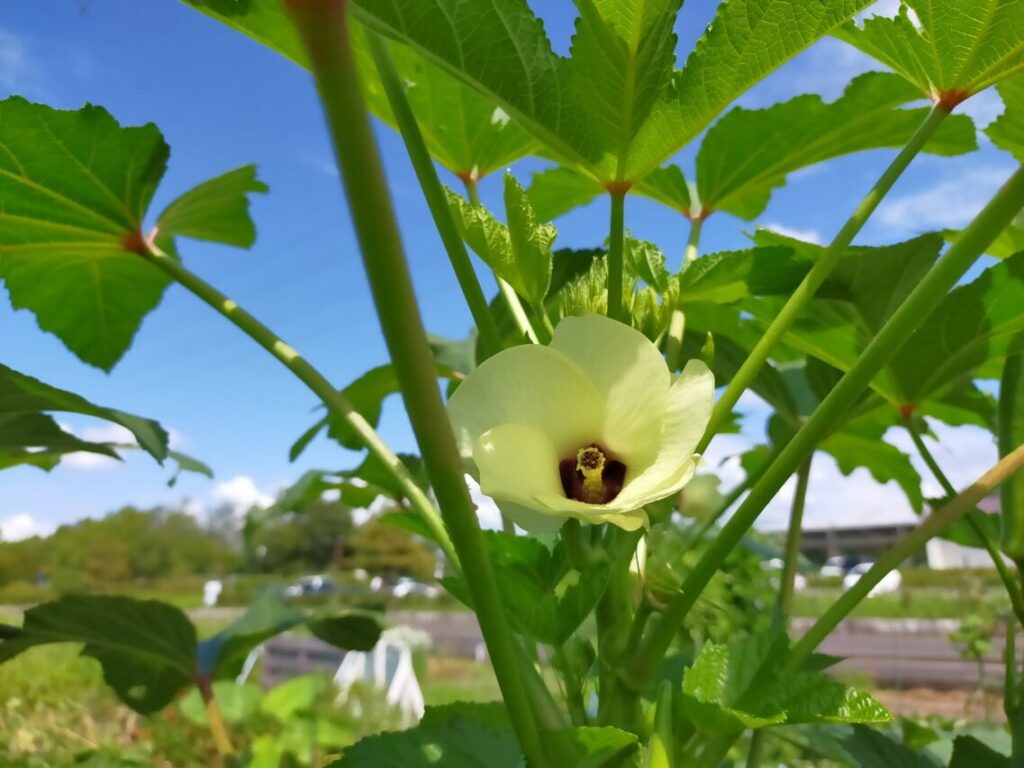 オクラの花