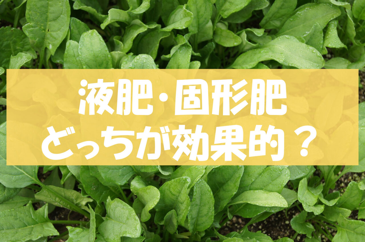 家庭菜園の知識 冬の野菜栽培を液体肥料と固形肥料の栽培比較 収穫量アップに液体肥料は検討価値あり ねこの静六 自由へのポートフォリオ