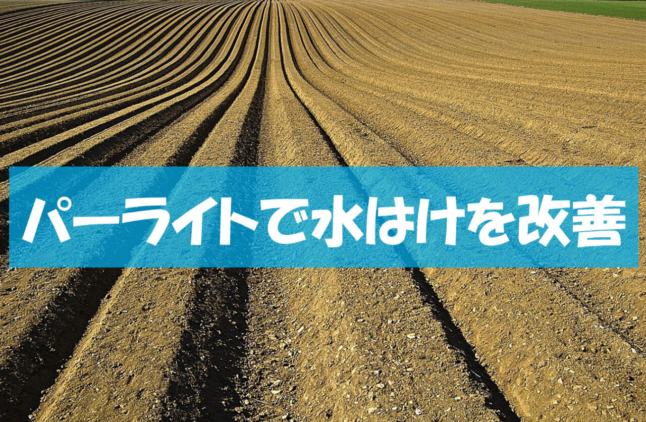 土作りの勉強 黒曜石パーライトを使った土作りで貸農園の水はけが改善 ねこの静六 自由へのポートフォリオ