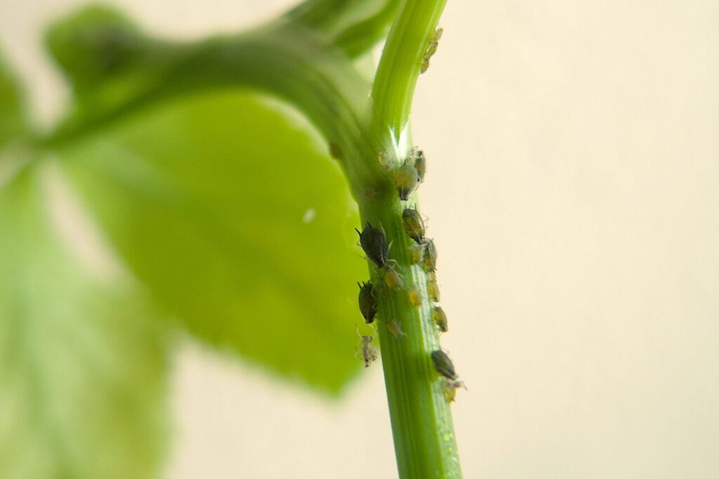 病害虫の知識 アブラムシはモザイク病を媒介する厄介な害虫 早めの対処が重要 ねこの静六 自由へのポートフォリオ