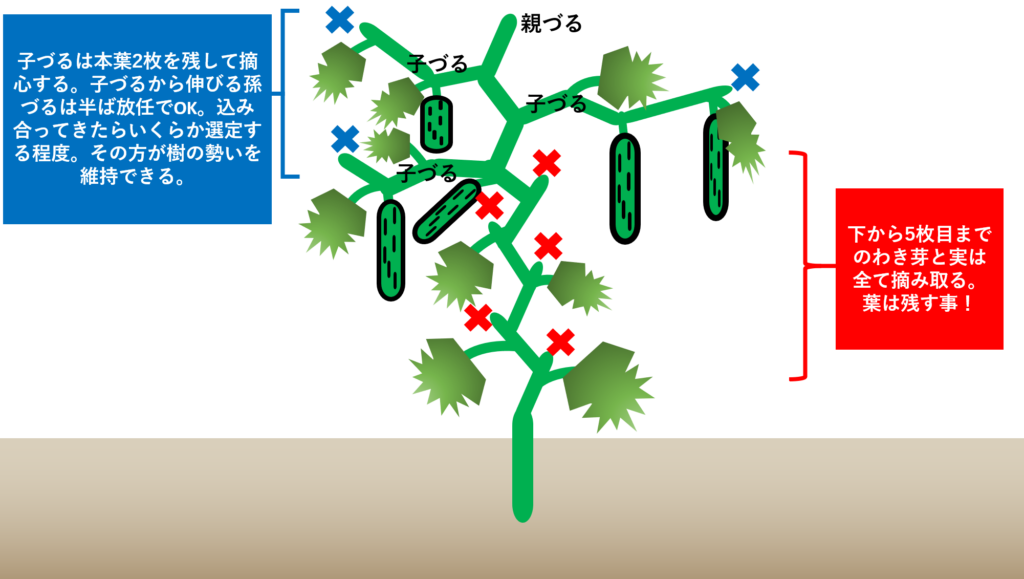 キュウリの芽かき