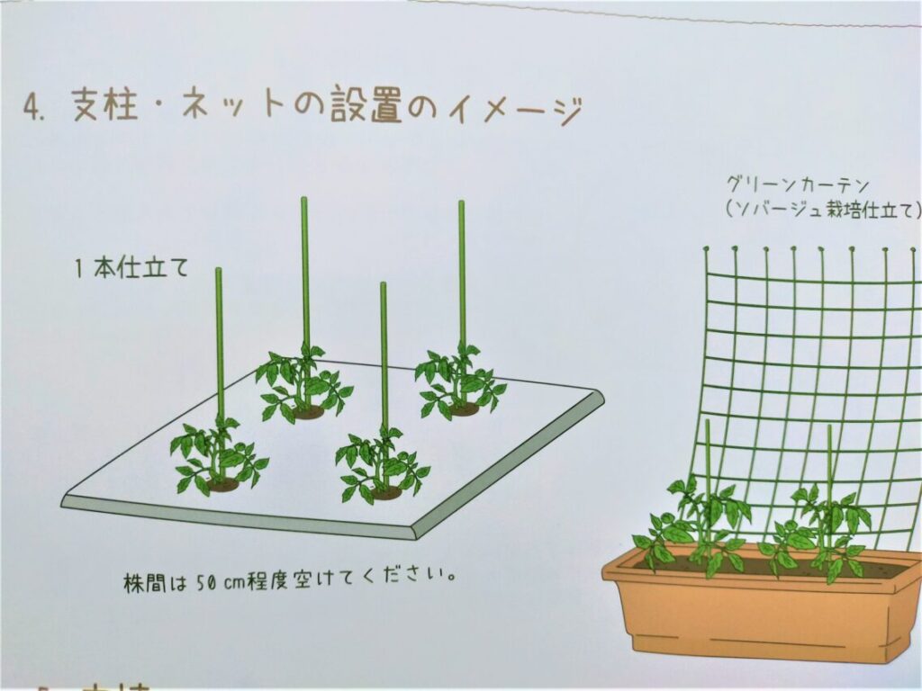 シシリアンルージュハイギャバ