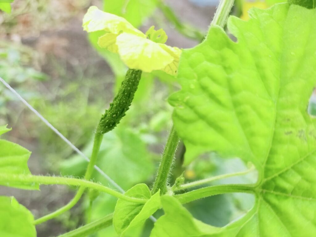 ゴーヤ雌花