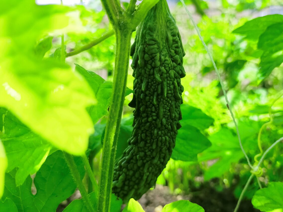 家庭菜園でキュウリ栽培 採りたてのみずみずしいキュウリを食べて暑い夏を乗り切ろう ねこの静六 自由へのポートフォリオ