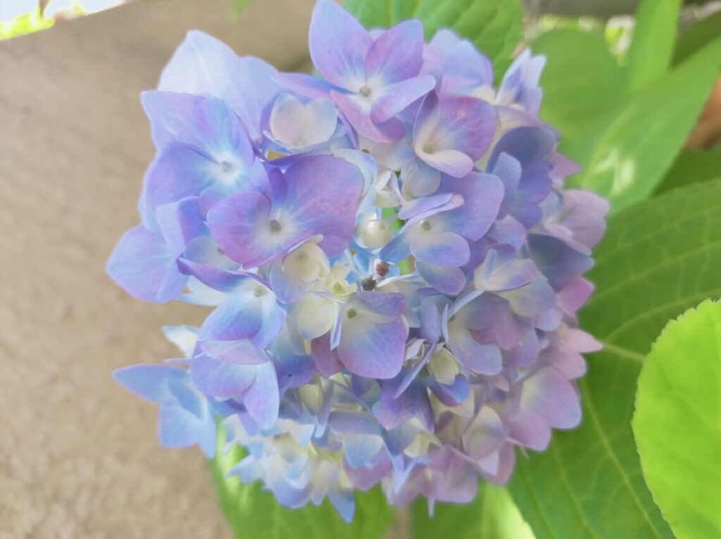 紫陽花