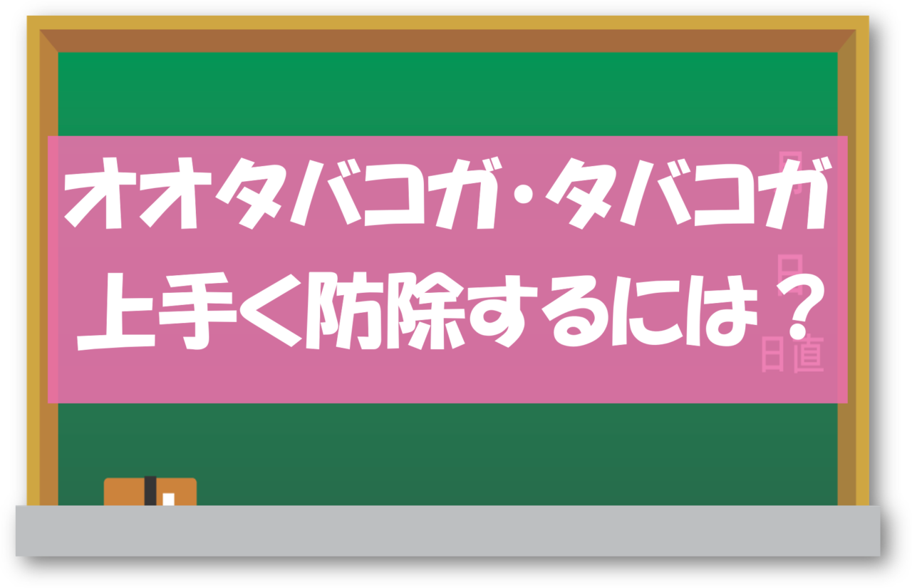 オオタバコガ・タバコガ