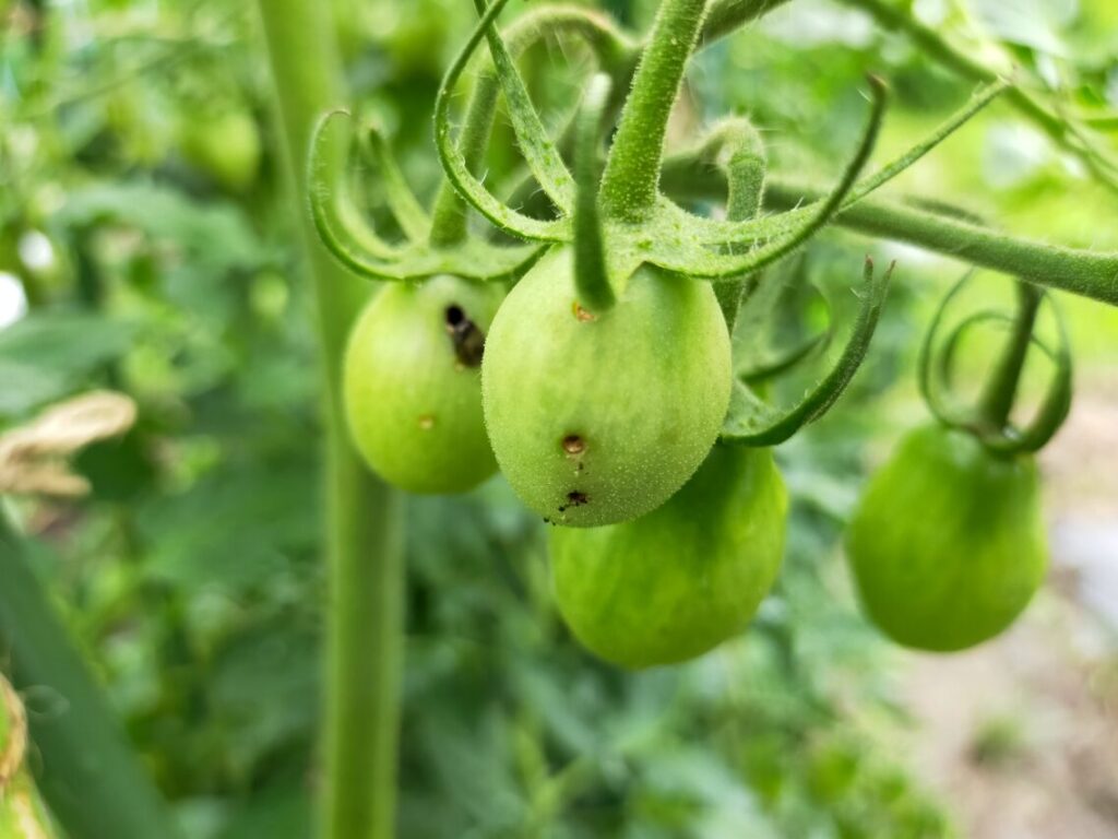 病害虫の知識 オオタバコガ タバコガの特徴と有効な農薬を紹介 ねこの静六 自由へのポートフォリオ