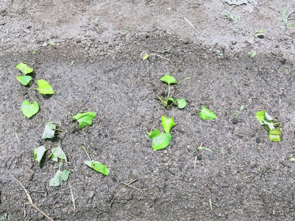 サツマイモの定植