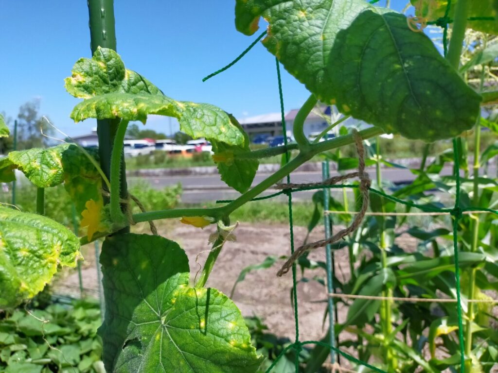 夏植えキュウリ