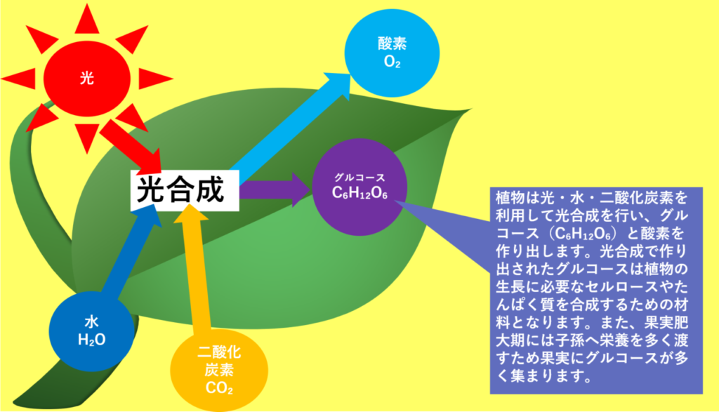光合成