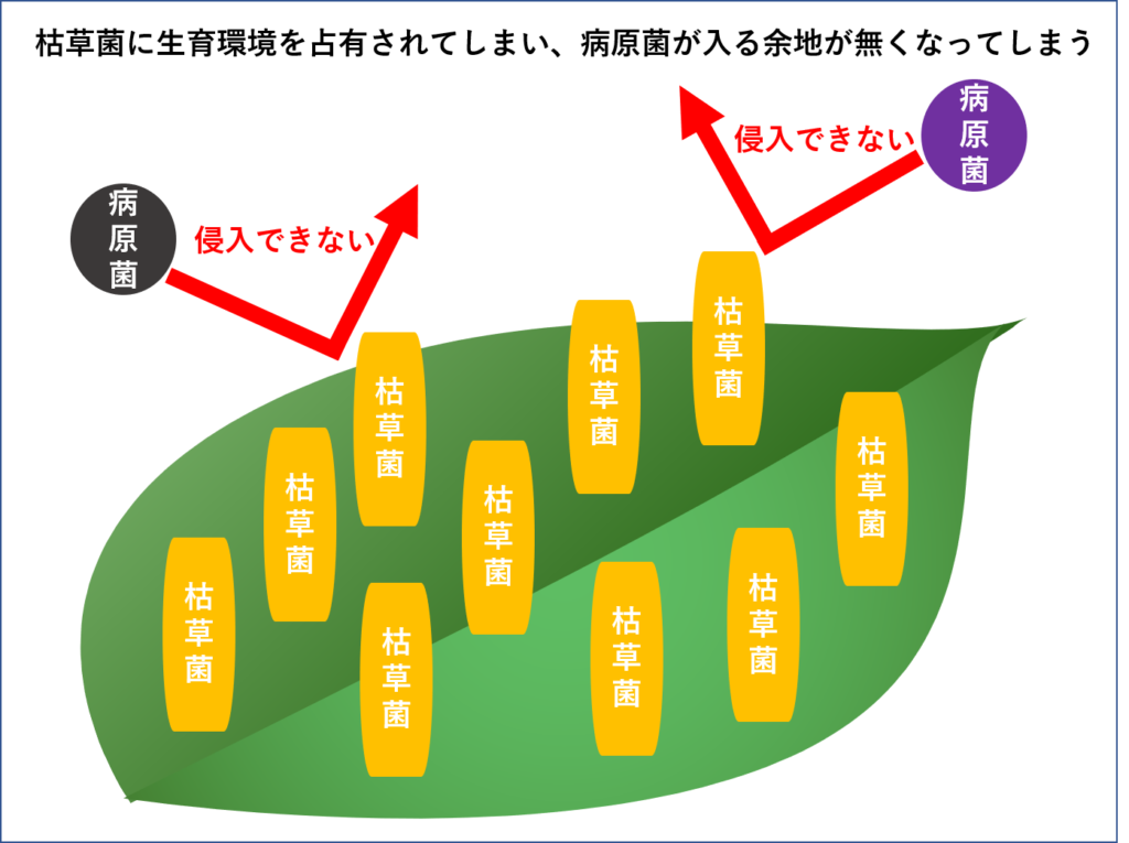 微生物農薬（バチルススブチリス）