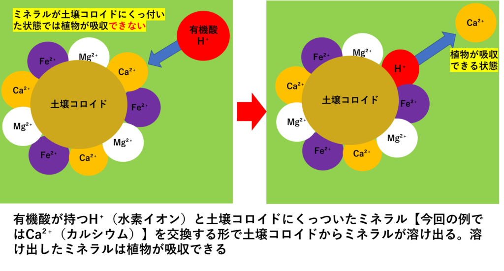 有機酸が土壌のミネラルを溶かし出す仕組み